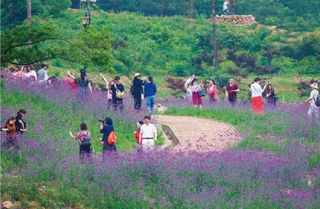 长山薰衣草庄园教育2000年12月8日,大港中学举行开工典礼.