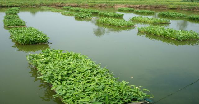 鱼菜共生——池塘原位生态修复养殖模式