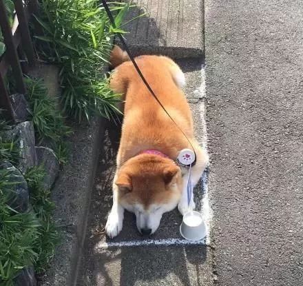 日本一只肥柴柴，出去后就不爱回家，主人为它做了个“停狗位”！
