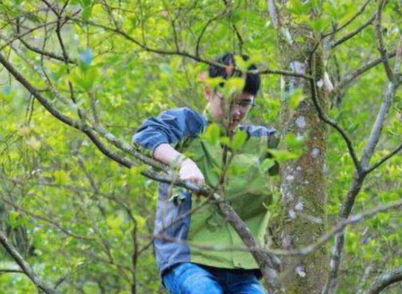 影星劉昊然助力雲南脫貧攻堅 上樹摘八角洋溢歡樂 娛樂 第5張