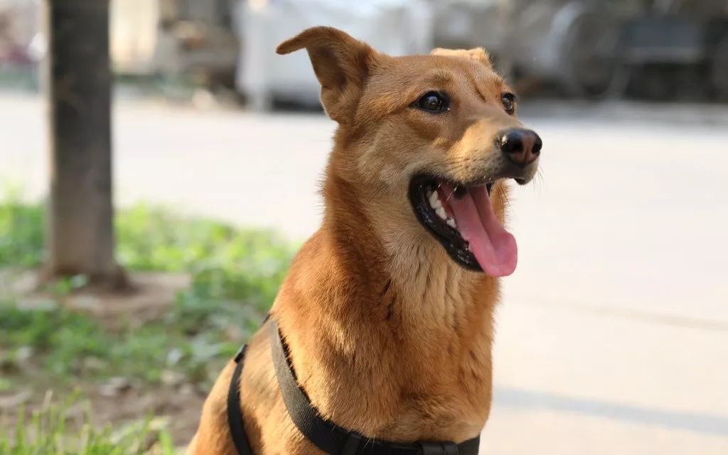 抱歉,今天开始,多地开始禁养中华田园犬!