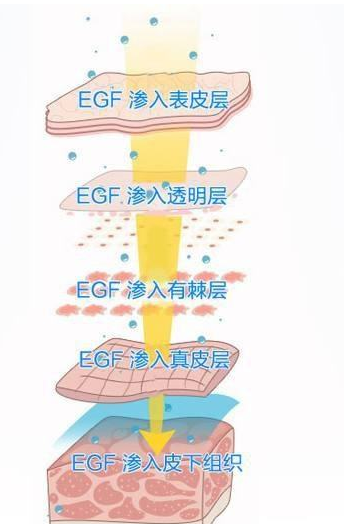 怎么看egf的荧光