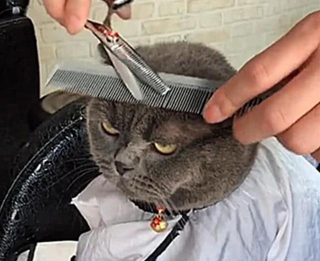 女孩帶藍貓去理髮剪平頭，看到藍貓的舉動，網友：它可能想梳中分 萌寵 第1張