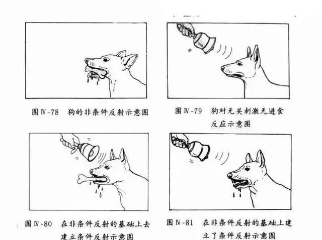 实验内容:桑代克将饥饿的猫禁闭于迷笼之内,饿猫可以用抓