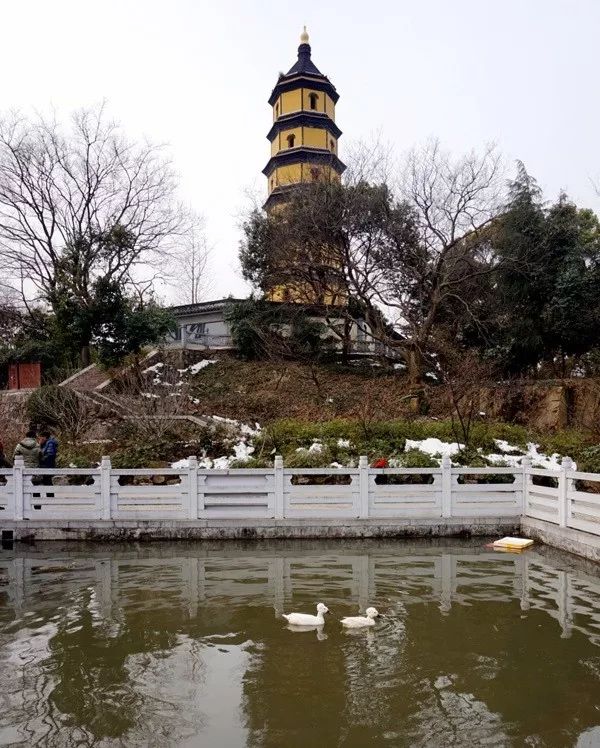 镇江宝塔山的"神奇动物",竟然是一对丢失300年的"白头