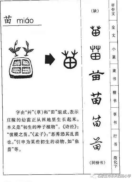 "苗"字本意为禾苗,是一个会意字.