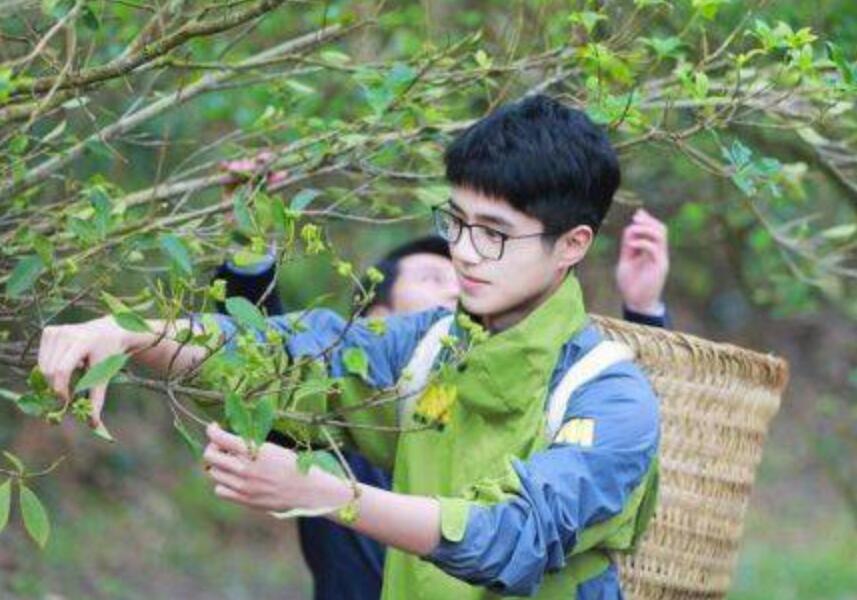 影星劉昊然助力雲南脫貧攻堅 上樹摘八角洋溢歡樂 娛樂 第1張