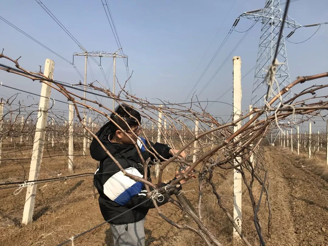 冬剪实习冬剪进行时葡萄篇