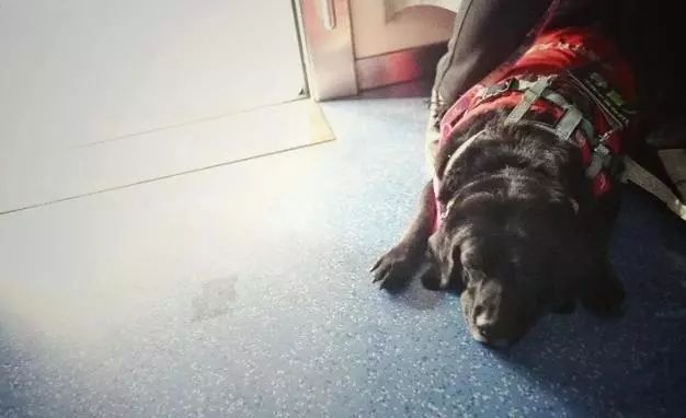 中国的第18只导盲犬珍妮退役，它最近一次乘坐地铁依然不顺利