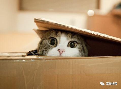 貓咪躲進快遞箱子 被送千里之外 最終因憋不住尿意才被人發現 萌寵 第4張