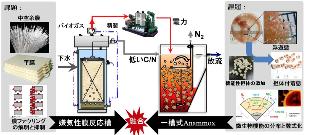 团队开发的aafeb厌氧氨氧化工艺通过ph的控制和人工和自然形成的