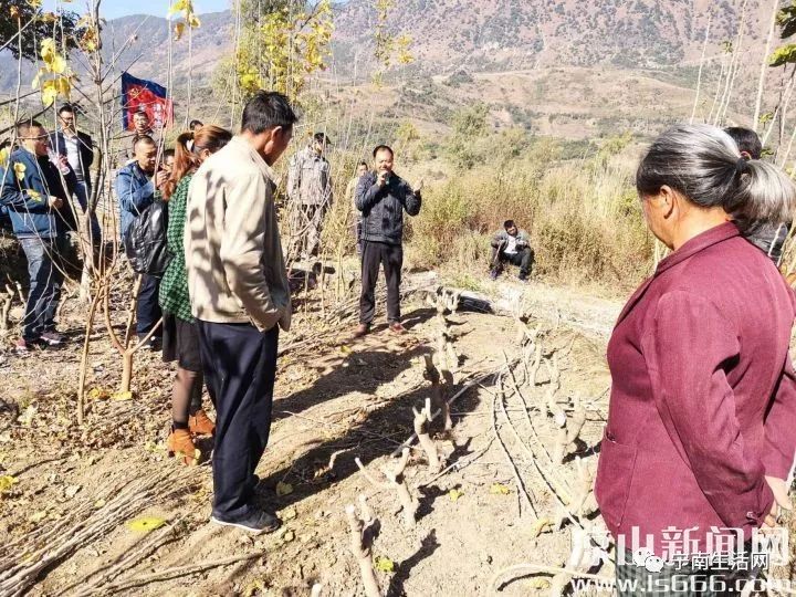 现场教学"一对一"帮带凉山新闻网讯宁南县幸福镇结合全镇特色产业规划