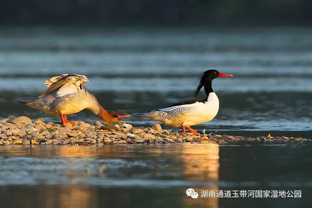 △桃源县沅水国家湿地公园中的中华秋沙鸭