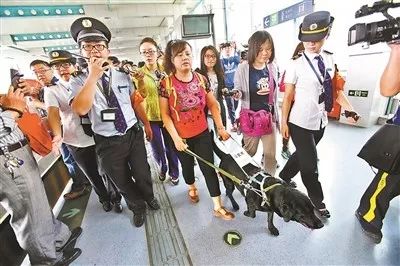 中国的第18只导盲犬珍妮退役，它最近一次乘坐地铁依然不顺利