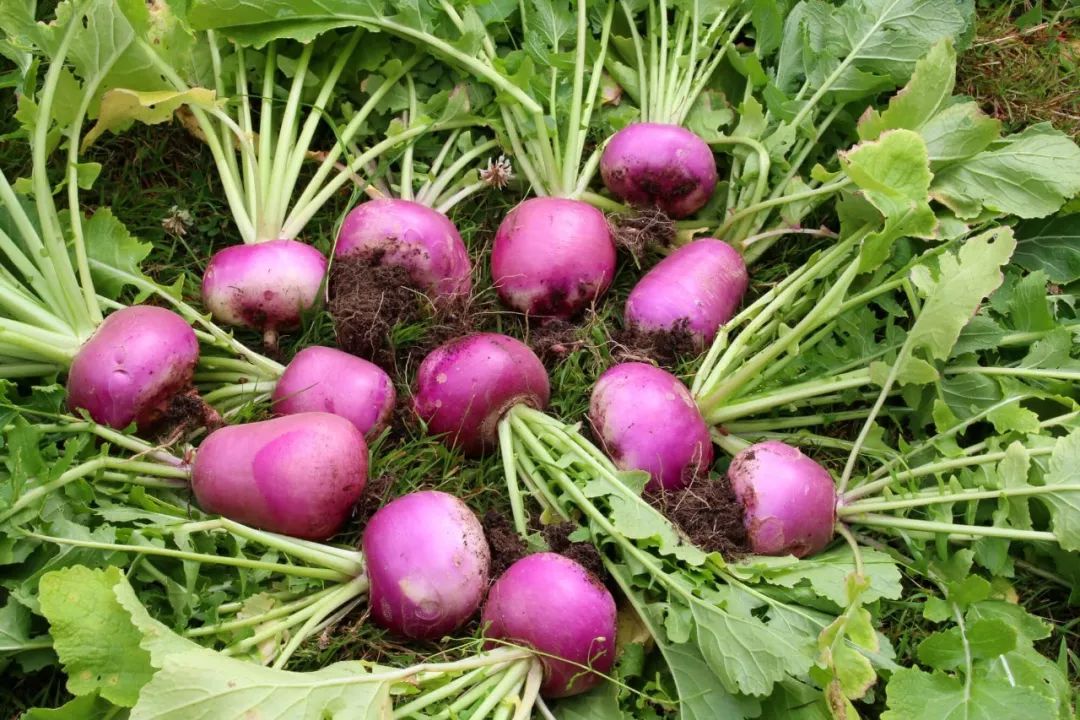 大头菜 turnip中式做法,可以用它来代替土豆丝或茭白,与青椒肉丝一起