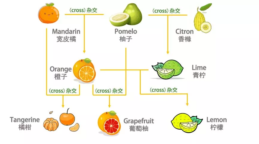 orange竟然不是橘子橘子的英文到底怎么说