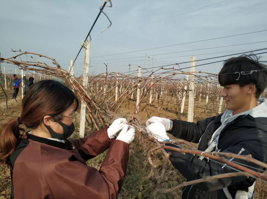 冬剪实习冬剪进行时葡萄篇