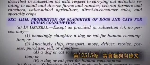 美国成功立法《禁食猫狗肉》，5只狗狗从中国去往美国寻找新的家庭