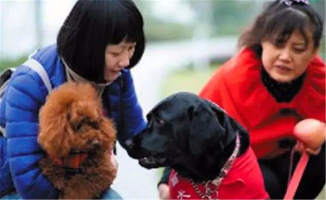 导盲犬珍妮年老退休重新开始迎接新生活再也不用受人冷眼