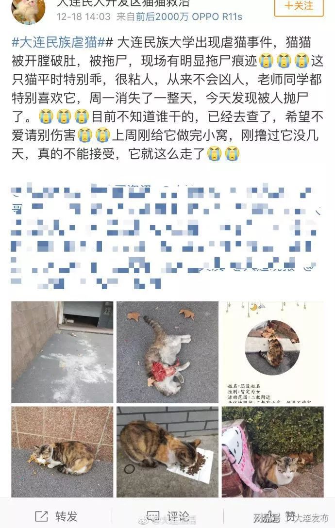 大连民族大学发生虐猫事件流浪猫惨遭开膛破肚