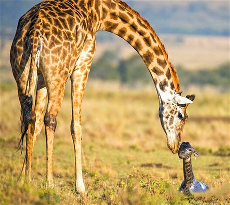 长颈鹿幼崽身上还带着一层薄膜,看着好迷你!