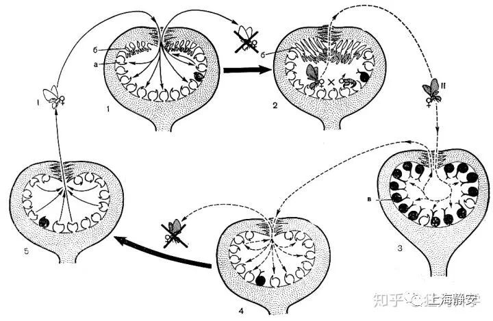 苦瓜里面长虫怎么办