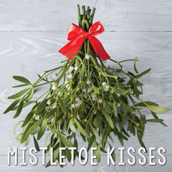 (什么样的纸喜欢音乐?) 槲寄生(mistletoe)是一种传统的圣诞装饰.