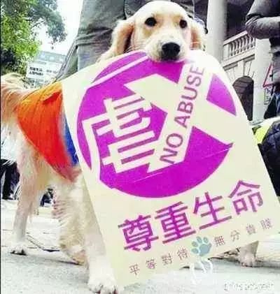 美国成功立法《禁食猫狗肉》，5只狗狗从中国去往美国寻找新的家庭