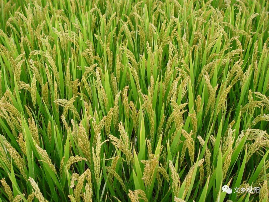 糯稻,因为它的年年都会出现波动起伏,故而种植收益有极大的不确定
