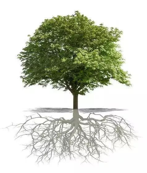 植物的根系越发达,枝叶就越繁茂;反之,枝细叶黄