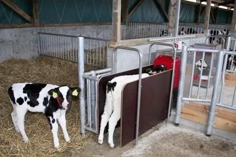 酸化奶在犊牛饲养上的应用及其注意事项