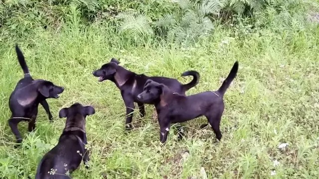 比中华田园犬更惨的是这些中华犬(2)_凉山