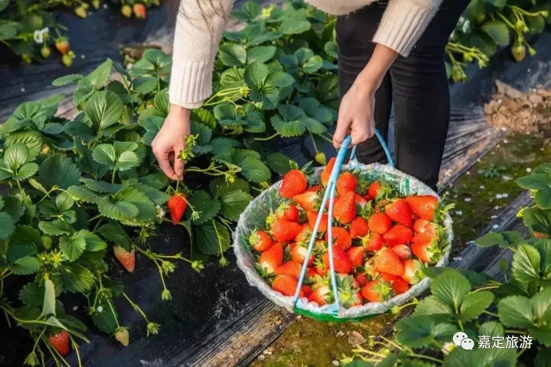 除了采摘草莓 菊园百果园还有不少娱乐设施 码头游船,火车vr,儿童