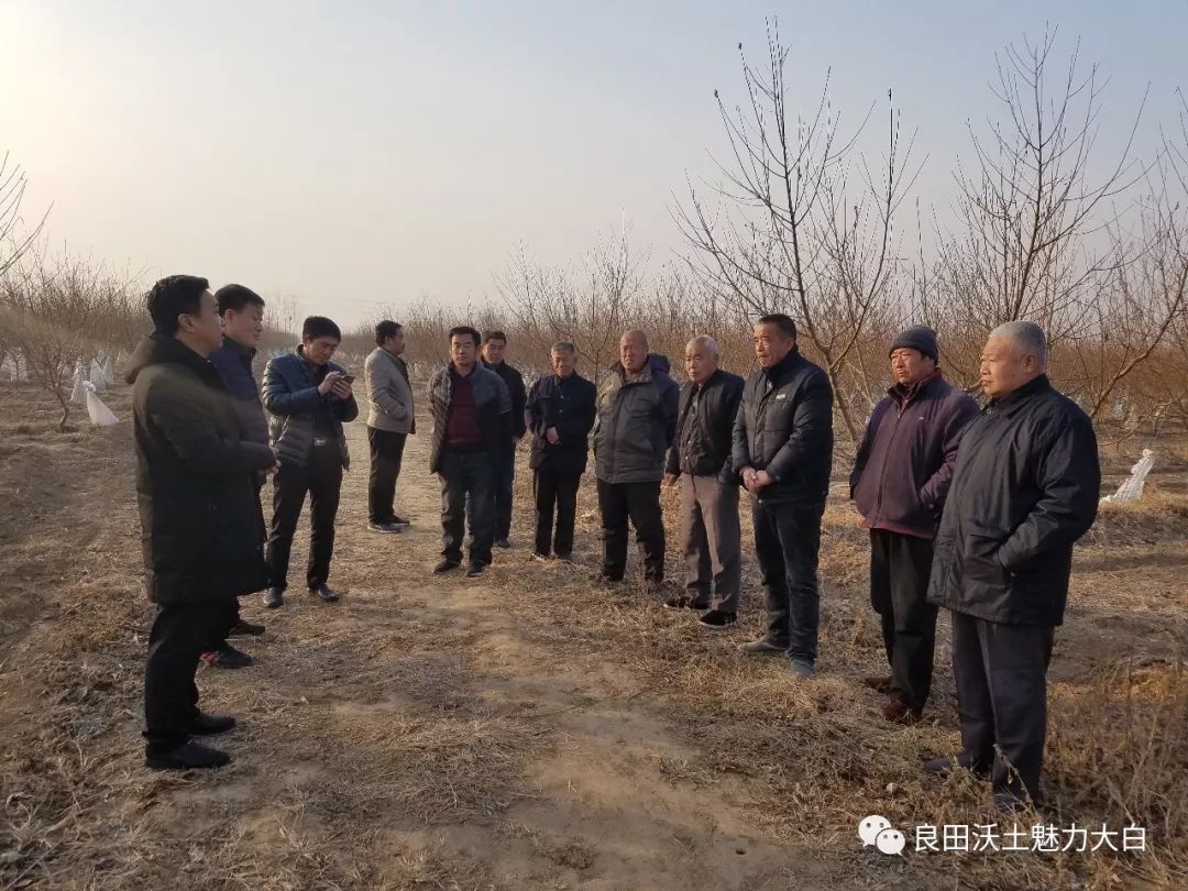 阜城振兴现代生态园负责人为大家讲解了北京14号,黄桃等品种及种植