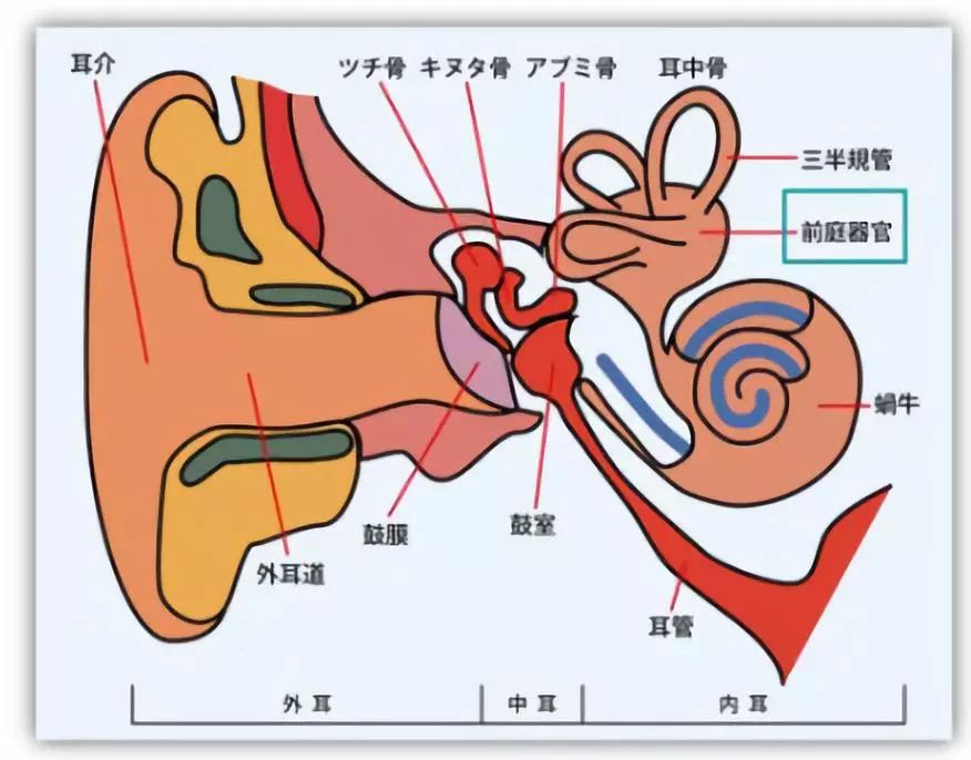 一般认为,晕动病与人体内耳平衡器官——前庭有关.