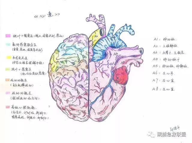 中南医学生解剖学手绘图走红网友被学医耽误的灵魂画手