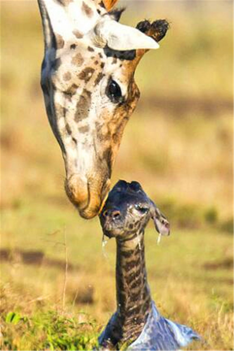 长颈鹿生孩子全过程,幼崽出来的一瞬间,看的是心惊胆战