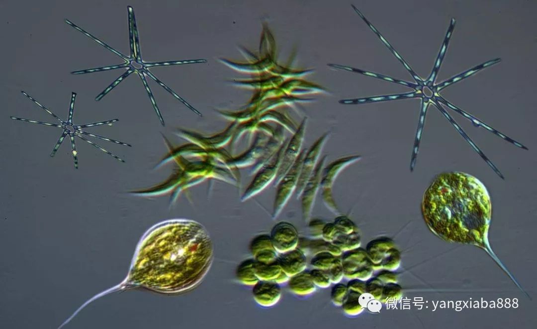 浮游生物到底对养殖南美白对虾有什么影响