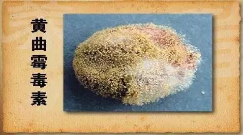 发现王女士家的致癌因素 在日常用的砧板,筷子上 黄曲霉素 黄曲霉菌的