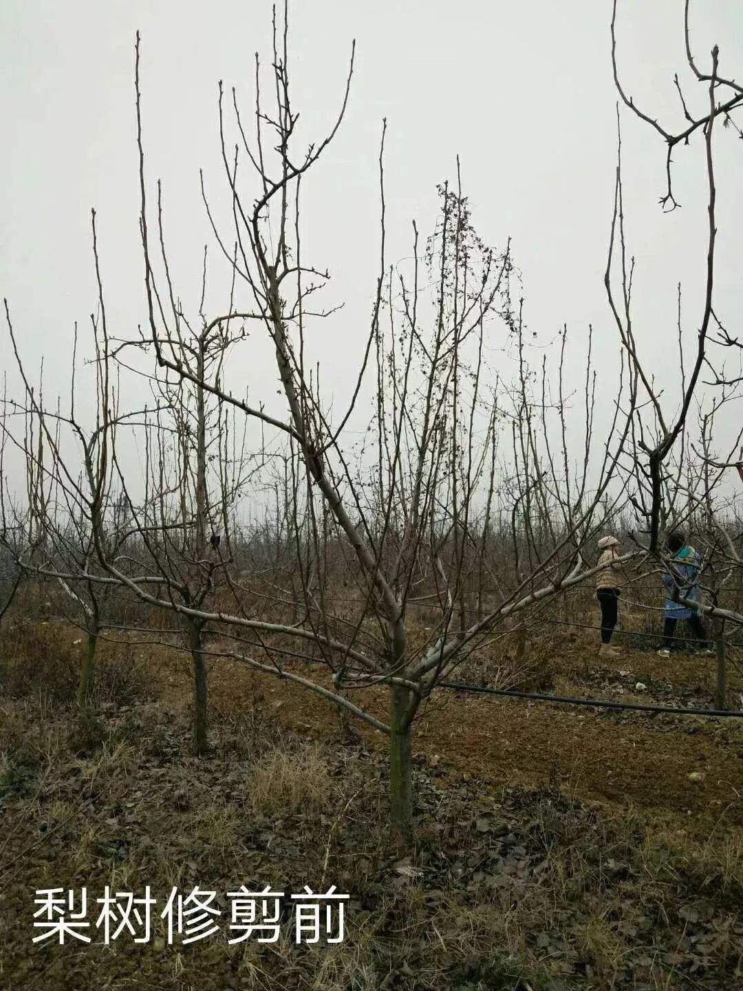 冬剪实习冬剪进行时杏树篇