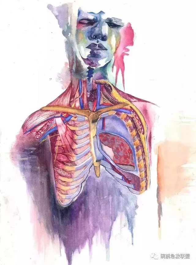 中南医学生解剖学手绘图走红,网友:被学医耽误的"灵魂画手"