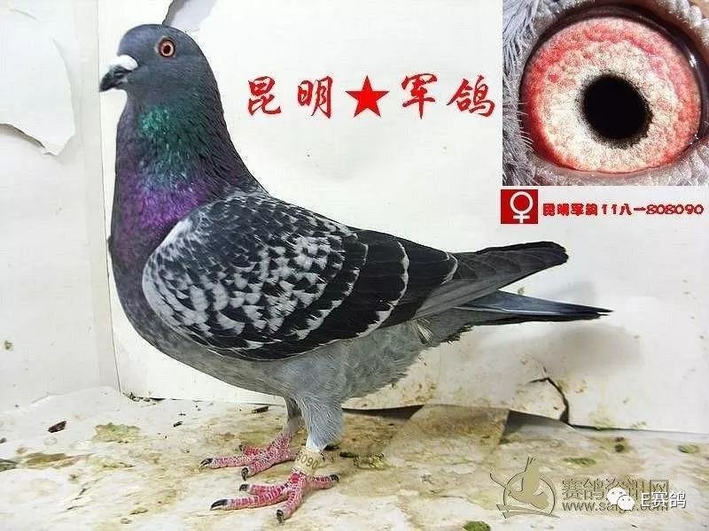 杂谈| 听陈文广老前辈讲故事:军鸽的品种