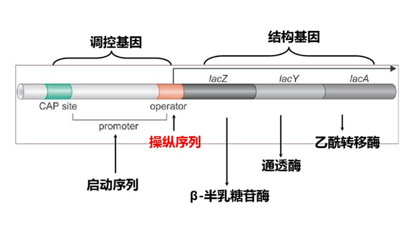 诱析的原理_当她亲眼见到差分机的时候,她被差分机的工作原理吸引,更对分析机的设计产生极