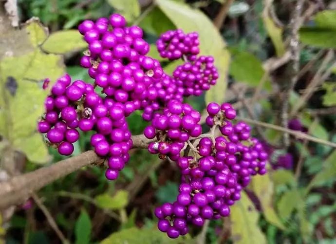 株形秀丽,花色绚丽,秋冬季满树紫色果实,如同一颗颗紫色珍珠.