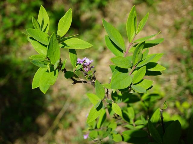 农村这种植物,人称"药鱼草",过去常用来捕鱼,殊不知还能消肿