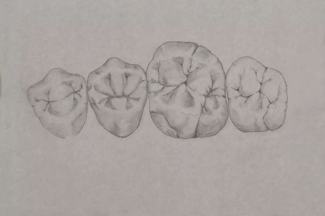 艺术源于生活在绘画中掌握牙体形态