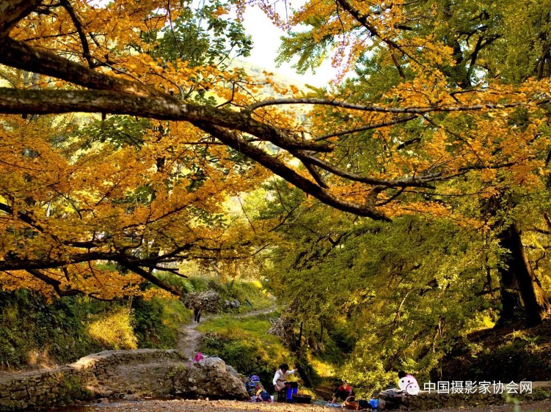 六盘水市-盘州市-妥乐古银杏旅游景区 沈龙生摄黔南州-瓮安县-猴场镇