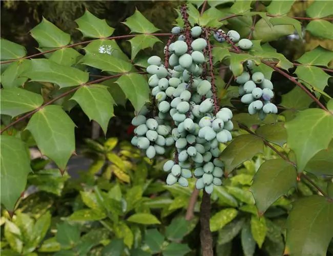 植物手册|园林景观中不可不知的观果植物