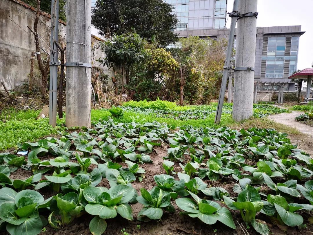 现在围住菜园的竹篱笆有很多变成了铁栏杆,这给整治带来了更大的麻烦.