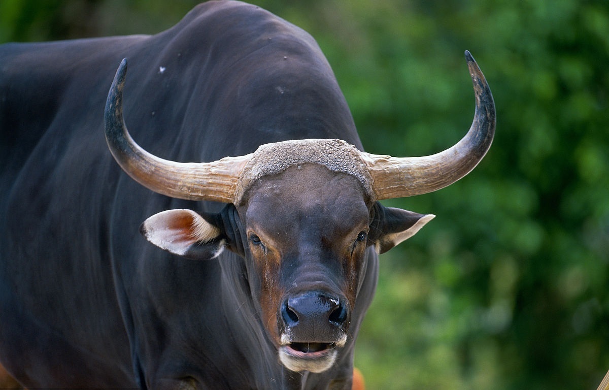 公园内还生活着珍稀的爪哇野牛,又称白臀野牛,英文名:banteng .